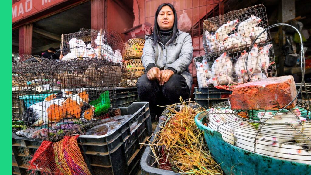 India’s SCARIEST Meat Market!! Rats, Cats, Dogs and More in Nagaland!!
