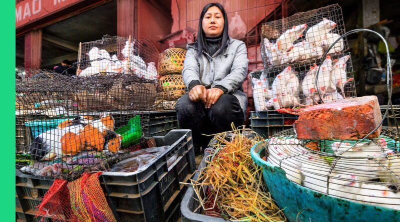 India’s SCARIEST Meat Market!! Rats, Cats, Dogs and More in Nagaland!!
